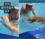 엄태웅, ♥윤혜진‧딸과 강아지 수영장서 휴가 제대로 즐기네