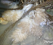 변산반도 해안서 남방계 무늬오징어 산란지 처음 발견