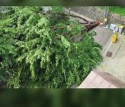 서울 역삼동에서 느티나무 쓰러져 일부 세대 정전