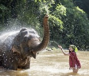 코끼리 트레킹·우마차 등 '동물학대' 여행 패키지 폐지된다