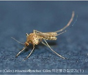 경북, 2022년 첫 일본뇌염 매개 모기 채집