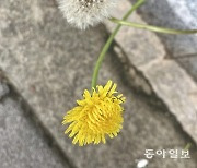 [고양이 눈]현역 vs 은퇴자