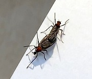 “사랑벌레, 짝짓기 중 건들면 안 날고…” 국립 연구관이 떴다