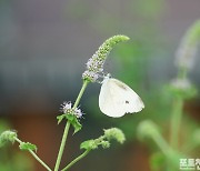 [포토친구] 꽃과 나비