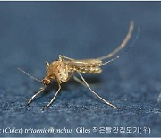 경북서 올해 첫 '일본뇌염 모기' 발견..사망률 30%