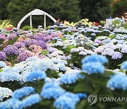 여름 수국 '활짝'