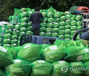 金배추가 한차에 가득