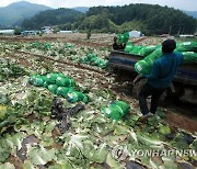 폭염 속 구슬땀 흘리며 배추 출하