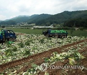 폭염 속 구슬땀 흘리며 배추 출하