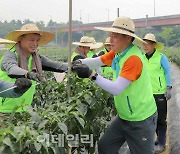 [포토] 조소행 상호금융대표, 노사 함께 농촌일손돕기