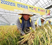 경기 여주서 올해 전국 첫 벼 베기