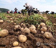 알 굵은 강원도 감자요