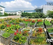 북한 태양열설비보급사에서 재배하는 식물들