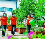 식물 가꾸는 북한 태양열설비보급사 종업원들
