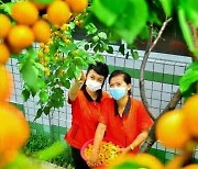 북한 태양열설비보급사 온실서 재배한 과일