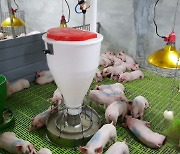 예산군, 여름철 습도와 사료 관리로 돼지 생산성 저하 예방