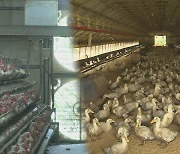 전남지역 닭·오리 3천300마리 폭염으로 폐사