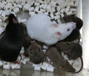 [사이테크+] 日 연구팀, 동결 건조된 체세포 이용한 생쥐 복제 성공