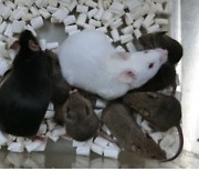 日 연구진, 동결건조 피부세포로 복제 쥐 74마리 만들었다