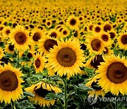 GERMANY AGRICULTURE SUNFLOWERS