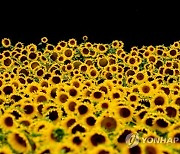 GERMANY AGRICULTURE SUNFLOWERS