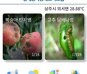 경북농업기술원 "병해충 예보 앱 활용 당부"