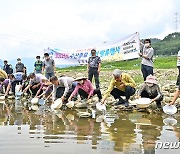 '수산자원 증식 위해' 내달 정선서 뱀장어 치어 7000마리 방류