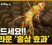 [자막뉴스] "역시 면역력에 최고"..놀라운 '홍삼의 힘' 재확인