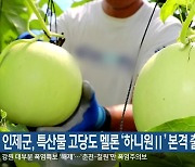 인제군, 특산물 고당도 멜론 '하니원Ⅱ' 본격 출하