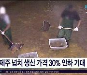 제주 넙치 생산가격 30% 인하 기대