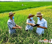 벼 품종 연구 사업 나선 북한 농업과학연구소 일꾼들