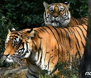 '멸종 위기' 야생 호랑이 3배로 늘린 네팔..인명사고도 잦아