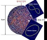 원자력硏, 방사선에 의한 DNA 손상 예측 기술 개발