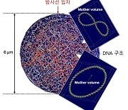 방사선 노출된 DNA의 손상을 미리 알아낸다