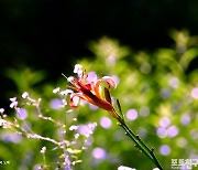 [포토친구] 남한산성 꽃동산에서 만난 여름 풍경