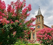 성당과 어우러진 배롱꽃.. 독특한 아름다움에 빠지다