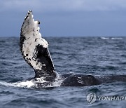 ECUADOR ANIMALS WHALES