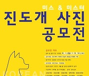 진도군, '제1회 미스·미스터 진도개' 사진 공모전