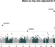 앨나일람, 복부 비만 관여 유전자 변이 발견.."표적 치료제로 개발"