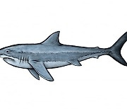 죽은 상어와 기념샷? 이마트 '아기상어' 포토존 논란