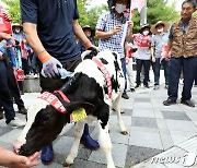 축산물 수입 무관세 철회 집회에 나온 송아지