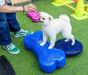 스타필드 하남, 반려견을 위한 '스타필드 펫터파크' 개장