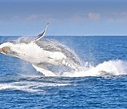 '우영우'가 사랑하는 고래가 45종이나 서식, 호주 고래 관광지
