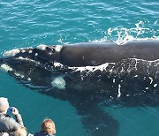 [우영우 고래여행 마케팅] 호주도 서둘러 혹등고래 알리기