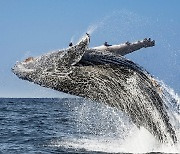 [우영우 고래여행 마케팅] 캐나다, 도깨비 이어 고래로 구애