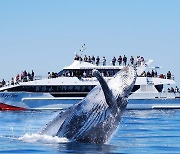[여행소식] 우영우가 사랑하는 고래..고래 관광 천국은 호주