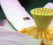 연꽃에 날아든 꿀벌
