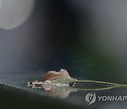 비가 탁