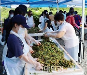 [포토] 금천구, 가족과 함께하는 열무김치 담그기