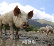 "죽은 돼지 심장이 뛴다"..美연구진, 장기 되살리기 성공